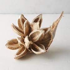 Dried Star Pod Types Of Christmas Trees Driven By Decor Air Plants