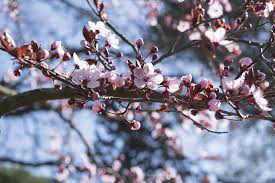 Sfondo hd fiori di primavera mondo sfondi. Hd Wallpaper Flowers Fiori Di Pesco Spring Nature Rosa Sky Ielix Elijah Clerici Wallpaper Flare