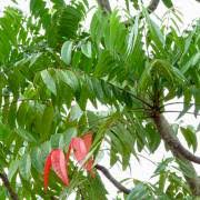 Image result for Aeschynomene mossambicensis