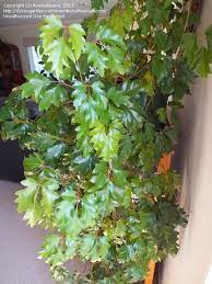 Cissus Rhombifolia Oakleaf Grape Ivy Venezuela Tree Vine Ellen Danica Plants Easy Plants Easy Plants To Grow