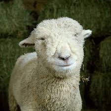 Scroll down the page to. Fantastic Farm Animal Portraits Part Ii