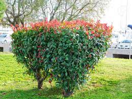 Dark green leathery leaves and red flowers; Photinia Shrub With Green And Red Leaves Stock Photo Picture And Royalty Free Image Image 94728716