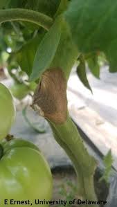 Image result for tomato seedling botrytis