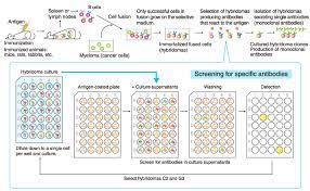 These questions will give you basic idea for examination preparation and/or interview on vectors uses for animal cell culture and monoclonal antibodies. How To Generate Antibodies Mbl Life Sience Asia