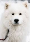Beautiful White Dog Breeds | PetCareRx