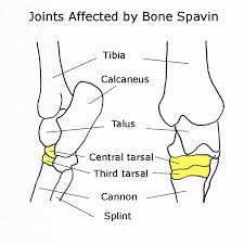 In this image, you will find second (medial) and 27.05.2019 · diagram of horse leg posted on may 27, 2019 by admin a horse has many bones in its legs horse leg diagram horse leg anatomy diagram. Managing Bone Spavin In Horses