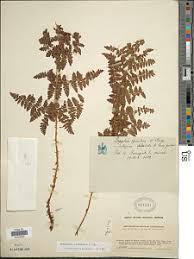 Image result for Dryopteris antarctica