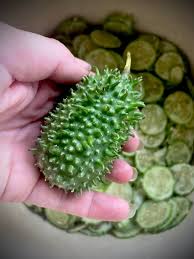 Image result for Cucumis anguria