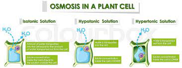 Maybe you would like to learn more about one of these? Diagram Showing Osmosis In Plant Cell Stock Vector Colourbox