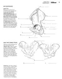 Download Kaplan Anatomy Coloring Book Pdf Para Estudiar Estudio
