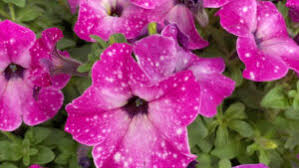 Buy peony bulbs in bulk & save! Ball Horticultural Company Takes On Open Orders From Fred G Gloeckner Greenhouse Grower