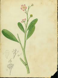 Image result for Talinum portulacifolium