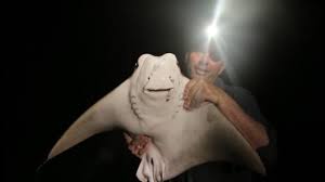 Fighting With A Cownose Ray Chasing Monsters Youtube