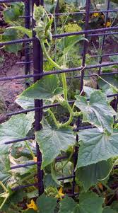 Plant seeds about a ½ inch into the fertile soil and measure six inches growing cucumber from seed is more challenging when unwanted disease and insects try to overtake your garden. Growing Cucumber