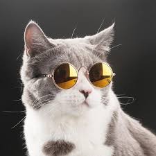 We did not find results for: National Sunglasses Day Check Out These 5 Instagram Cool Cats Sporting Shades Cattime Pet Sunglasses Pet Photo Prop Cat Glasses