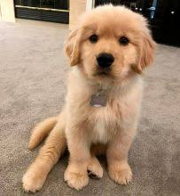 Red golden retriever puppies for sale ontario. Kitchener Golden Retriever Dogs Puppies For Sale Classifieds At Eclassifieds 4u