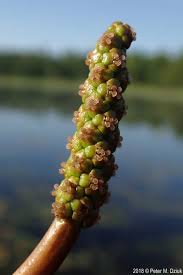 Image result for Potamogeton