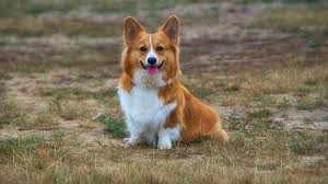 Red Corgi: Facts, History, Recognition ...