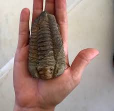O mistério do trilobita simpático que “fala” de criacionismo ...