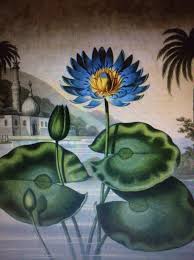 Official travel and tourism facebook page for the. The Egyptian Blue Waterlily Heirloomgardenerdotnet