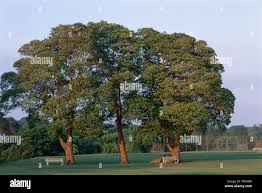 Image result for Lophostemon confertus