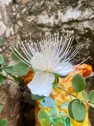 Image result for Capparaceae