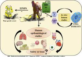 Effects Of Glyphosate Exposure On Human Health Insights From Epidemiological And In Vitro Studies Sciencedirect