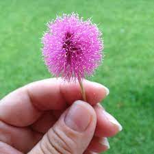What Is This Looks Like A Tiny Lorax Tree Hehehehe Lorax Trees Flowers Plants