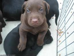 Our very strict requirements are all based on experience of the breeder. Labrador Puppies For Sale In Alabama Dogs Breeds And Everything About Our Best Friends