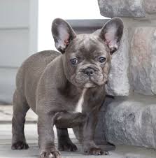 We believe that there are building blocks into making a healthy puppy. Blue French Bulldog Puppy French Bulldog French Bulldog Puppies French Bulldog Dog