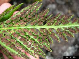 Image result for Asplenium barteri