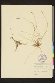 Image result for Sporobolus spicatus