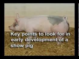 Show Pig Selection Points To Look For In The Early Development Moormans Showtec