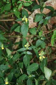 Image result for Justicia flava