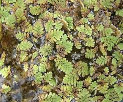 Image result for Azolla filiculoides