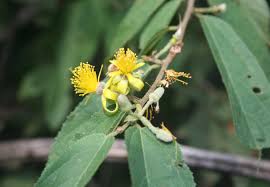 Image result for Grewia flava