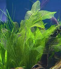 Image result for Aponogeton desertorum