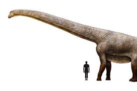Meet 98 million year old 'cooper' a 28 metre long titanosaur. Titanosaur Alchetron The Free Social Encyclopedia