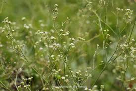 Image result for Parthenium