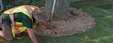 As a tree ages, shallow roots can sometimes expand to the point that they become roots can also become exposed due to soil erosion or cramped conditions forcing the roots 1 covering exposed roots with mulch. Trimming Sod Around Trees There S No Need For Difficulty