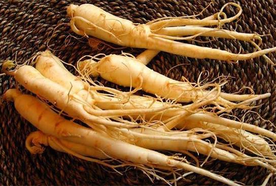 Củ và Rau Hồng Đẳng Sâm Ngọc Linh (Sâm Dây Măng Đen) Kom Tum - Vườn Tường Nhà Phố Minigarden