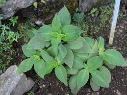 Image result for Kotschya strobilantha