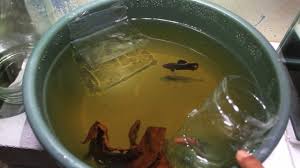 Tips singkat membudidayakan ikan sepat. Cara Mudah Beternak Ikan Cupang Betina Koi X Pejantan Koi Youtube