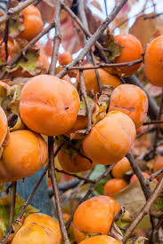 Fruit trees in north texas. The Best Fruit Trees For North Texas Progardentips