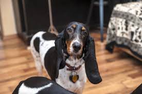 Image result for bernský honič