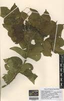 Image result for Ehretia cymosa