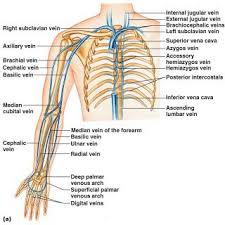 Check spelling or type a new query. Class Blog Bio 202 Arteries And Veins Key Arteries And Veins Arteries Anatomy Vein Anatomy