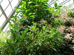 Image result for Triplaris