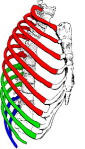 Lateral view of a pair of ribs articulating with the thoracic vertebrae. Rib Cage Wikipedia