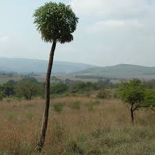 Image result for Cussonia sessilis